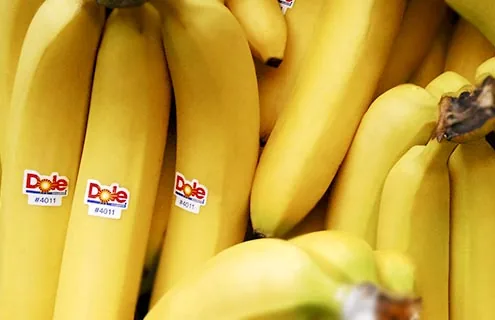 Sweet baby bananas from Ecuador for export