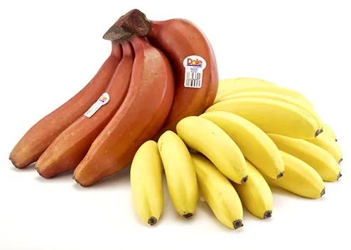 DOLE Ecuadorian Cavendish bananas — export grade