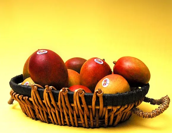 Fresh Ecuadorian mangos for export