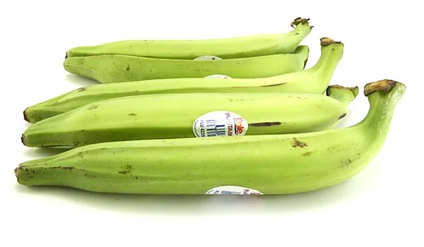 Green Ecuadorian plantains for export