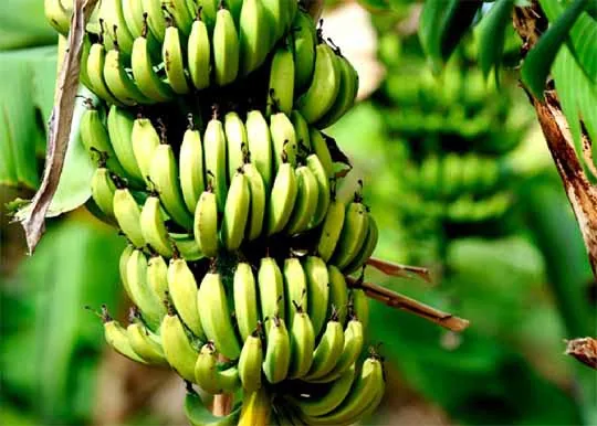 Workers harvesting ripe bananas in an Ecuadorian plantation